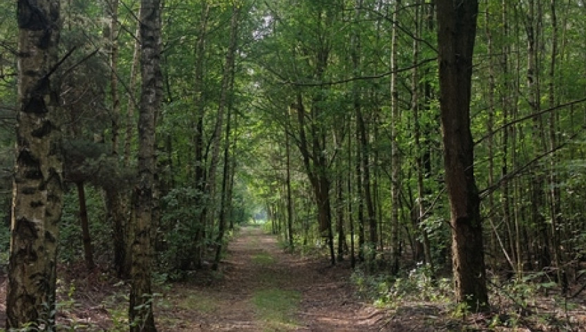 Działka Sprzedaż Borzęcin Duży Spacerowa